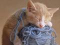 Sleeping cat with whool