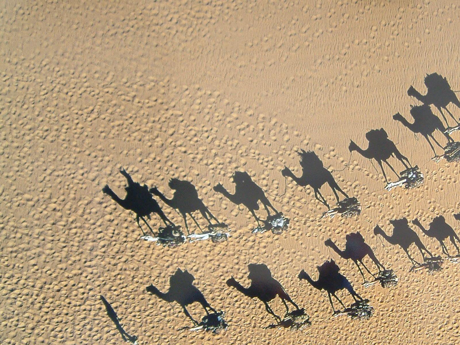 Camels in the desert