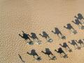 Camels in the desert