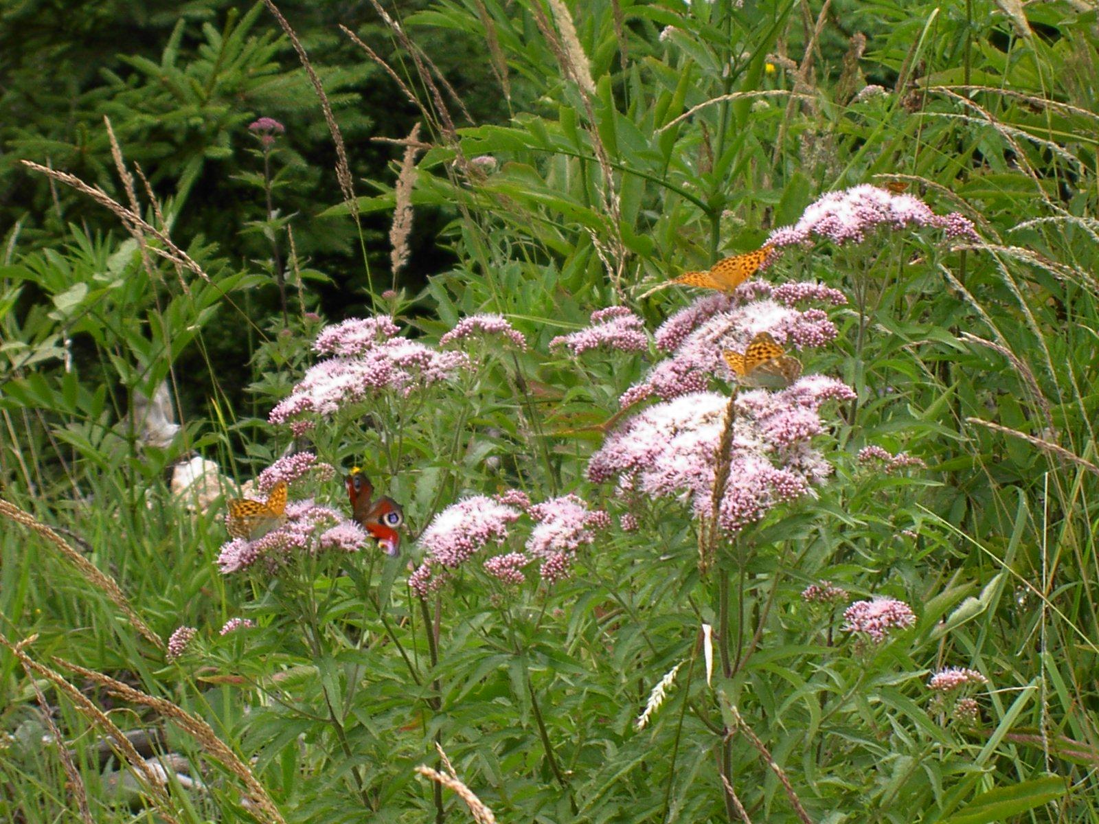 butterflies in the grass