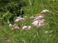butterflies in the grass