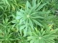 i don't know these plants :)