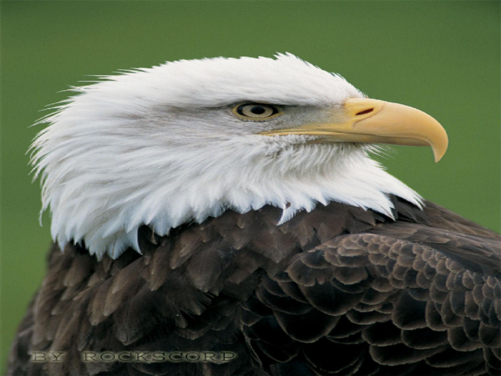 sitting eagle
