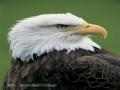 sitting eagle