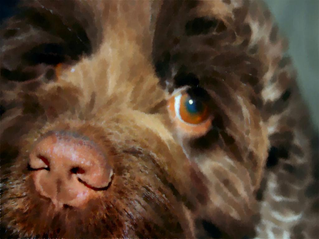 Up Close and Scooby