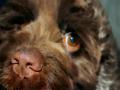 Up Close and Scooby