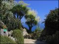 Exotic Garden