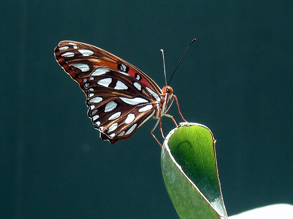 Butterfly Rest