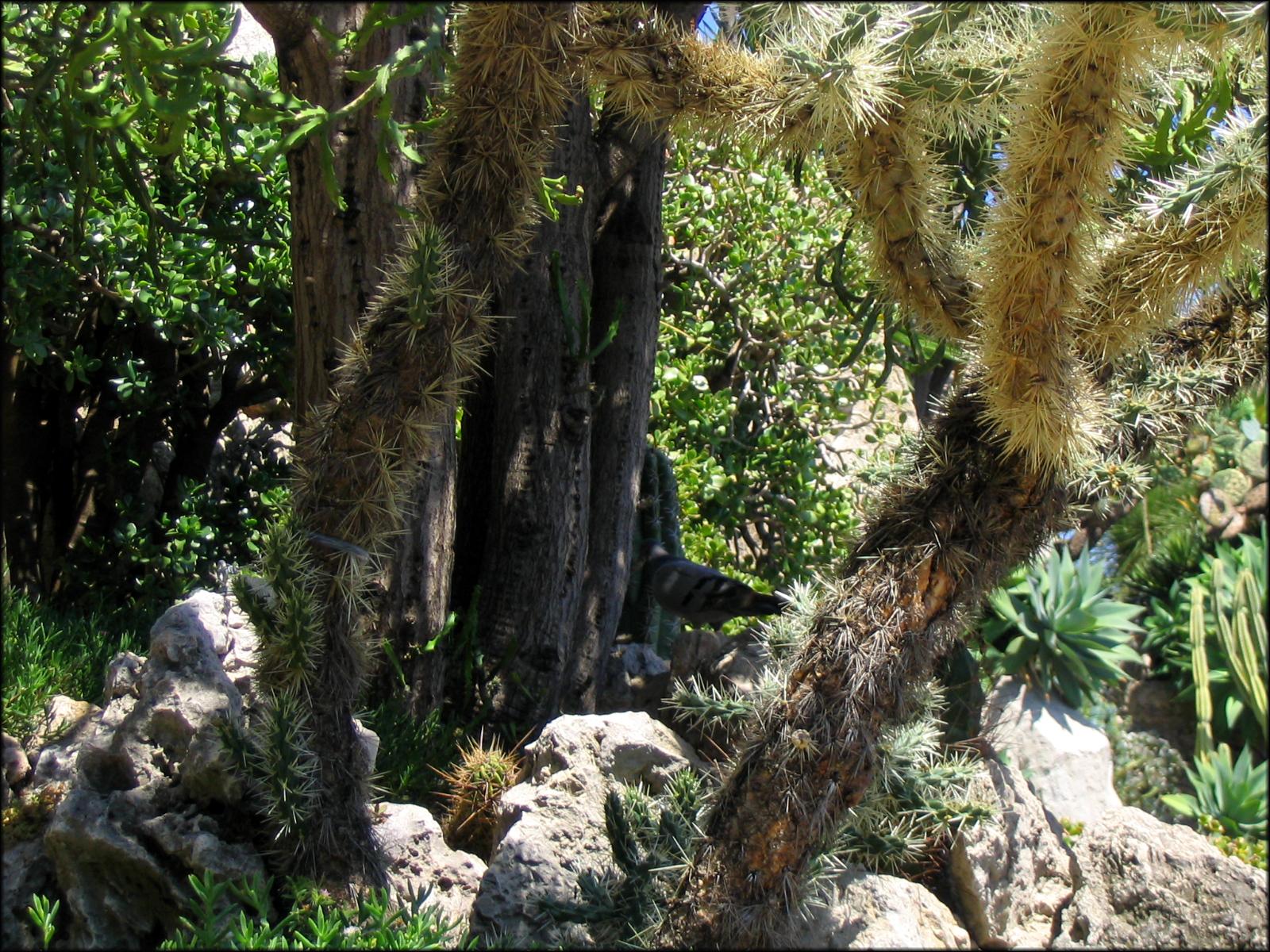 Wild Cactus