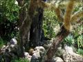 Wild Cactus