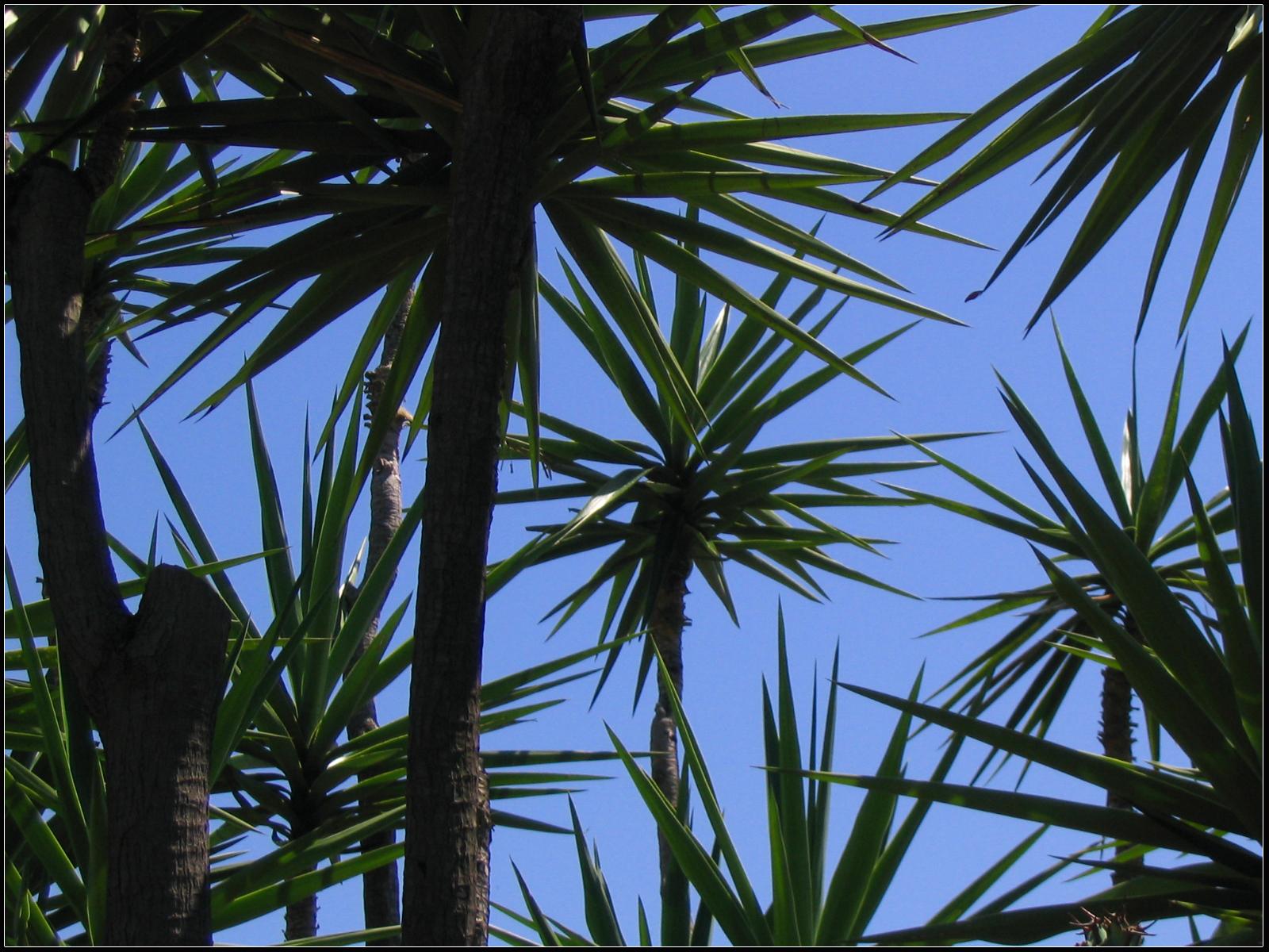 Palm Trees