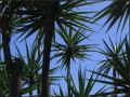 Palm Trees