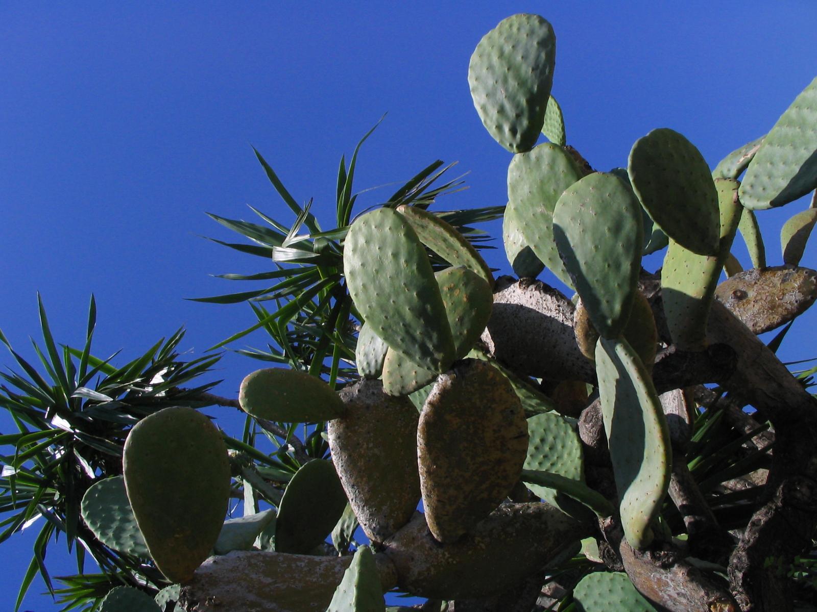 Cactus Chaos