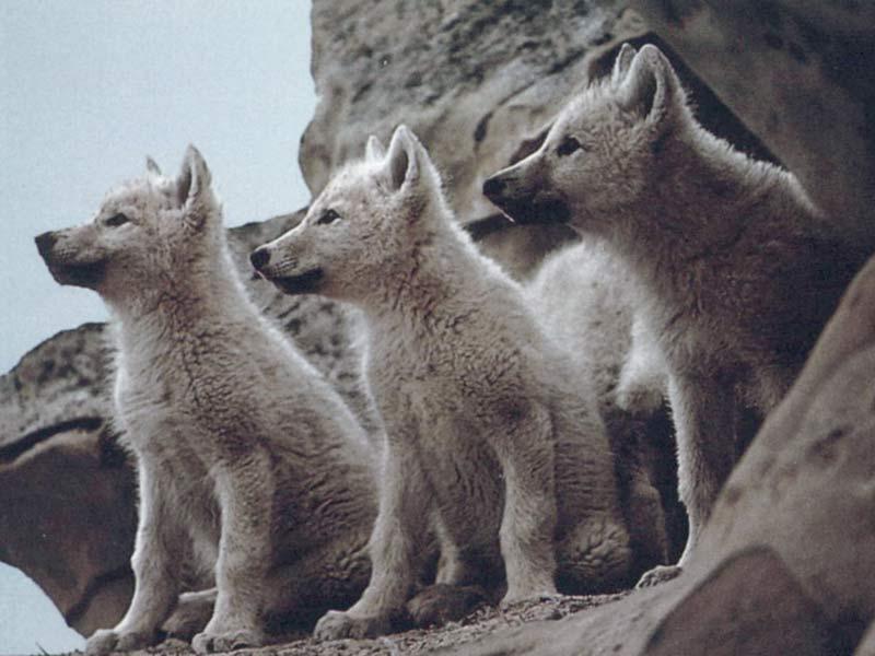 Wolf!!