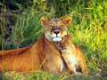 Mom & Cub