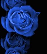 blue rose