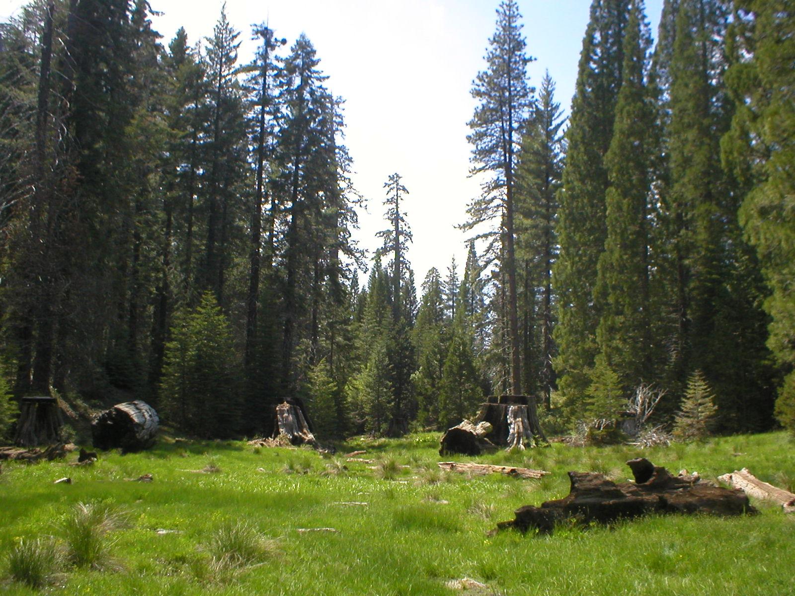 Medow in the Sierra mountains