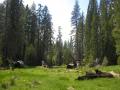 Medow in the Sierra mountains