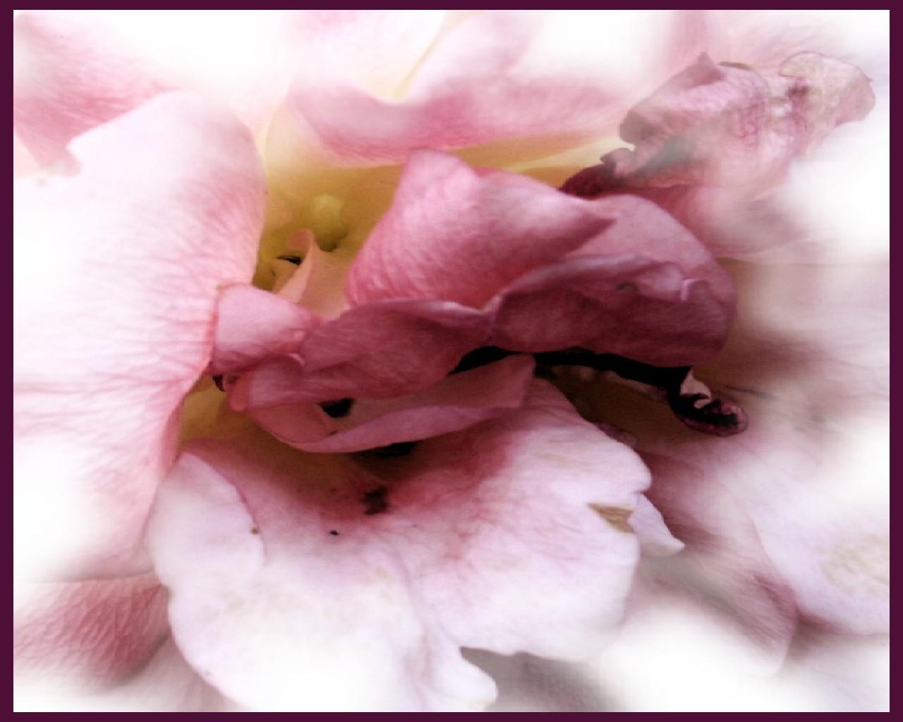 blended beauty