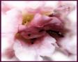 blended beauty