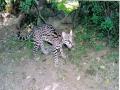 background: Leopard: Eye of El Salvador