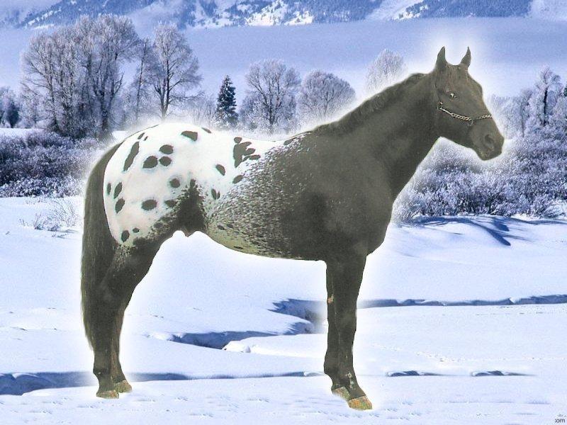 Appaloosa