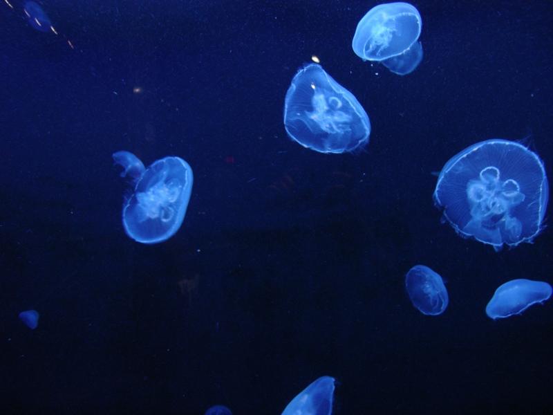Jellyfish