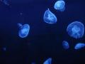 Jellyfish
