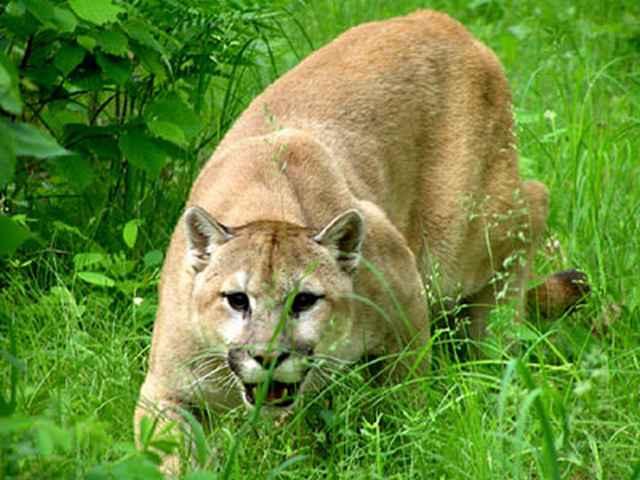 Cougar Roar