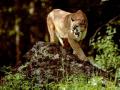 Cougar Prowl