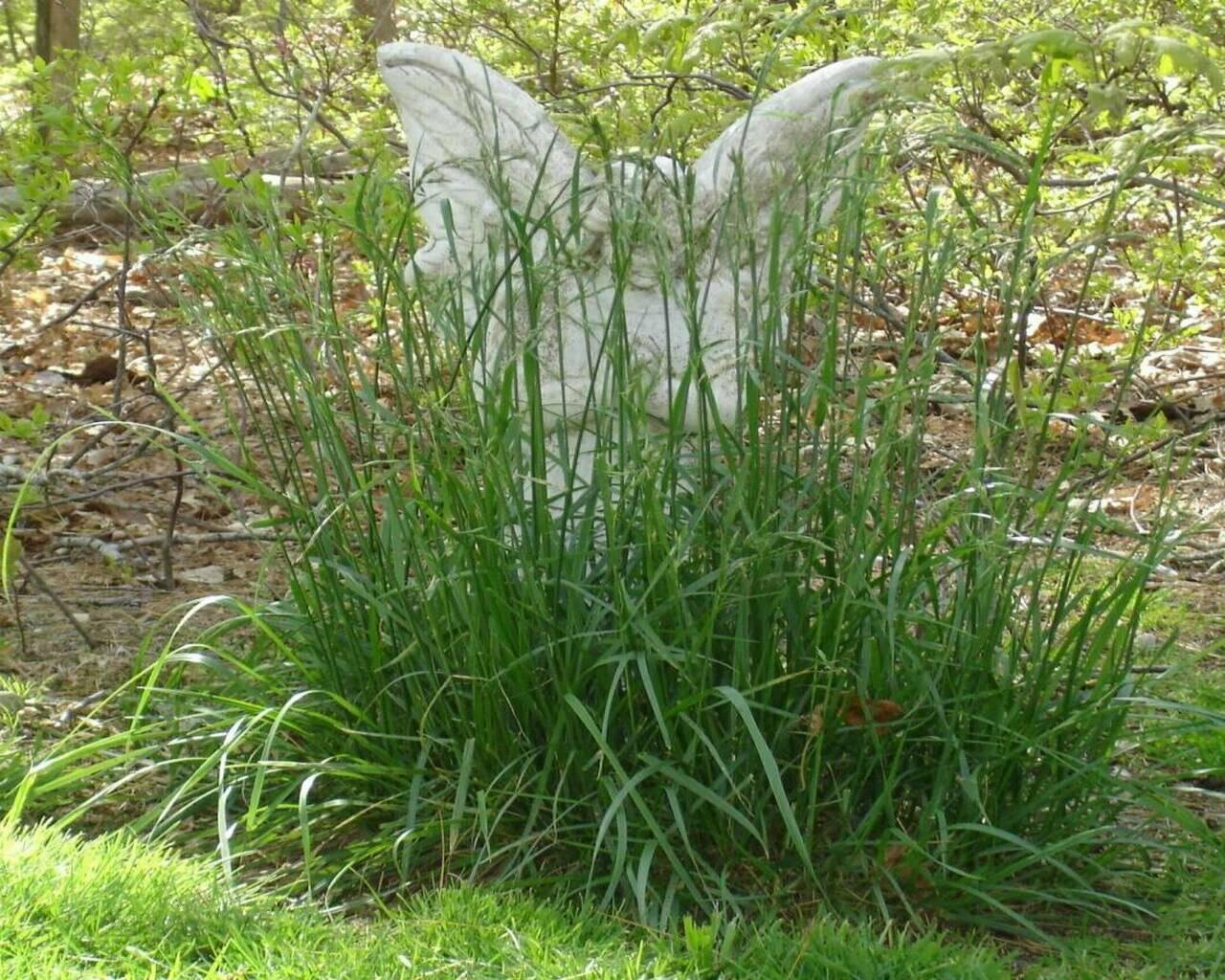 angel grass