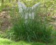 angel grass