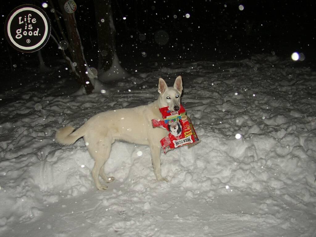 white shepard