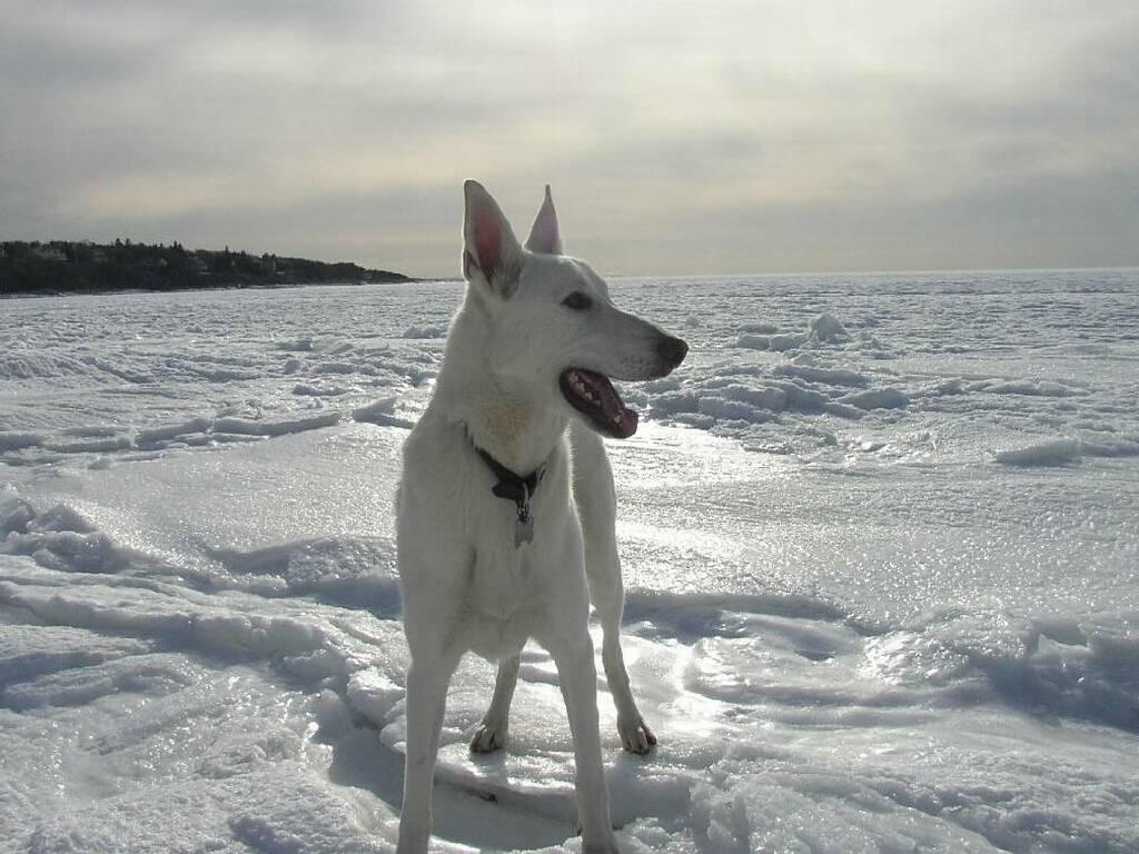 white shepard  dog
