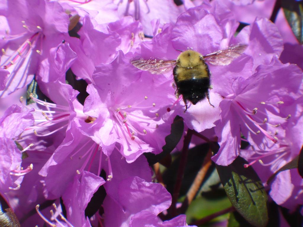 Flight of the Bumble Bee