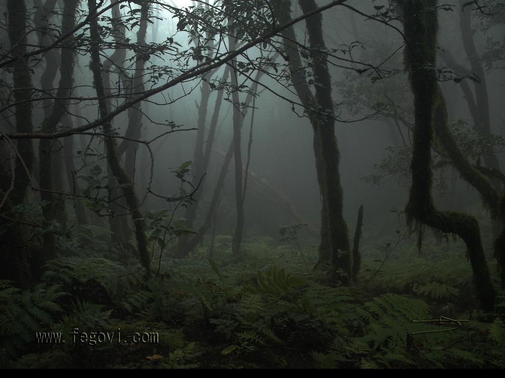 Anaga Forest