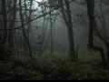 Anaga Forest