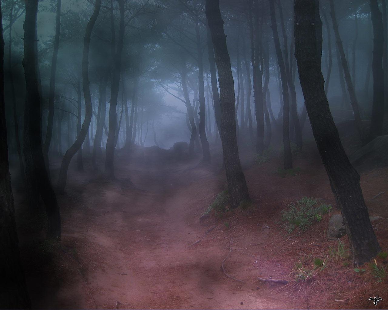 foggy forest