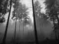 foggy forest 2