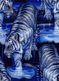 white tiger