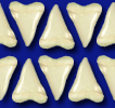 shark teeth