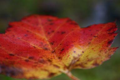 close up leaf