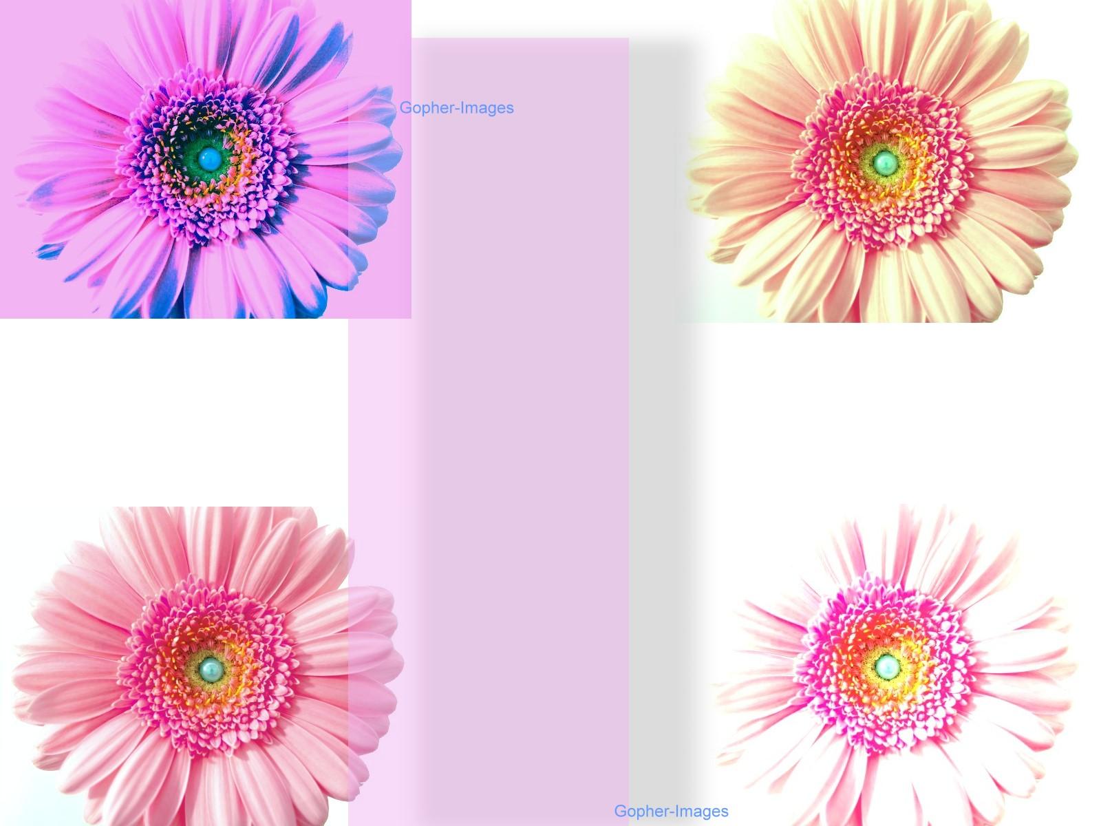 Pink Flower