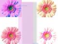 Pink Flower