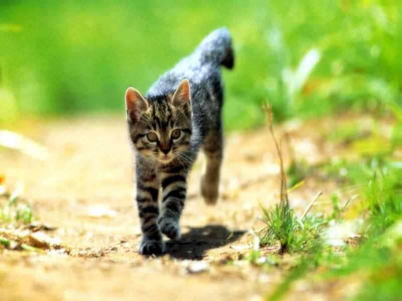 Running Kitten