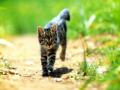 Running Kitten