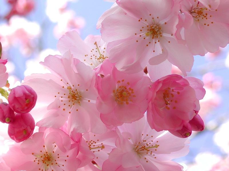 cherrry blossoms in spring