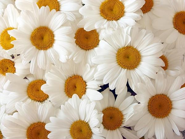 white daisys