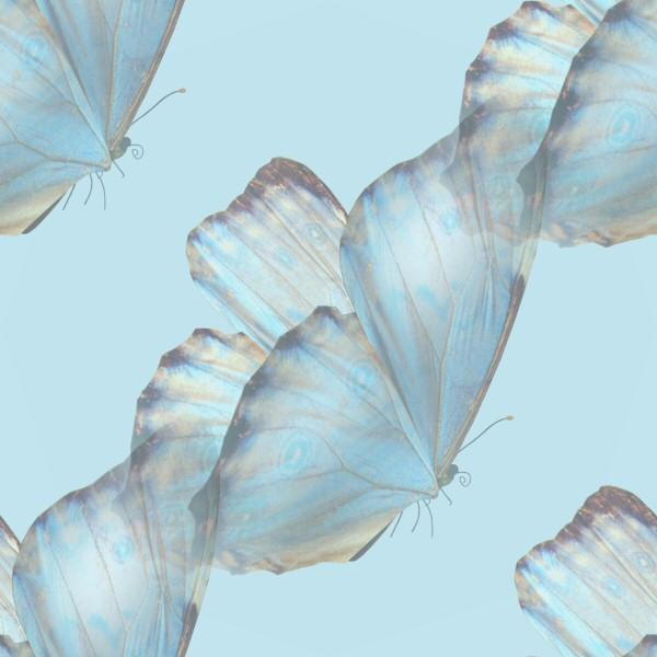 blue butterflies