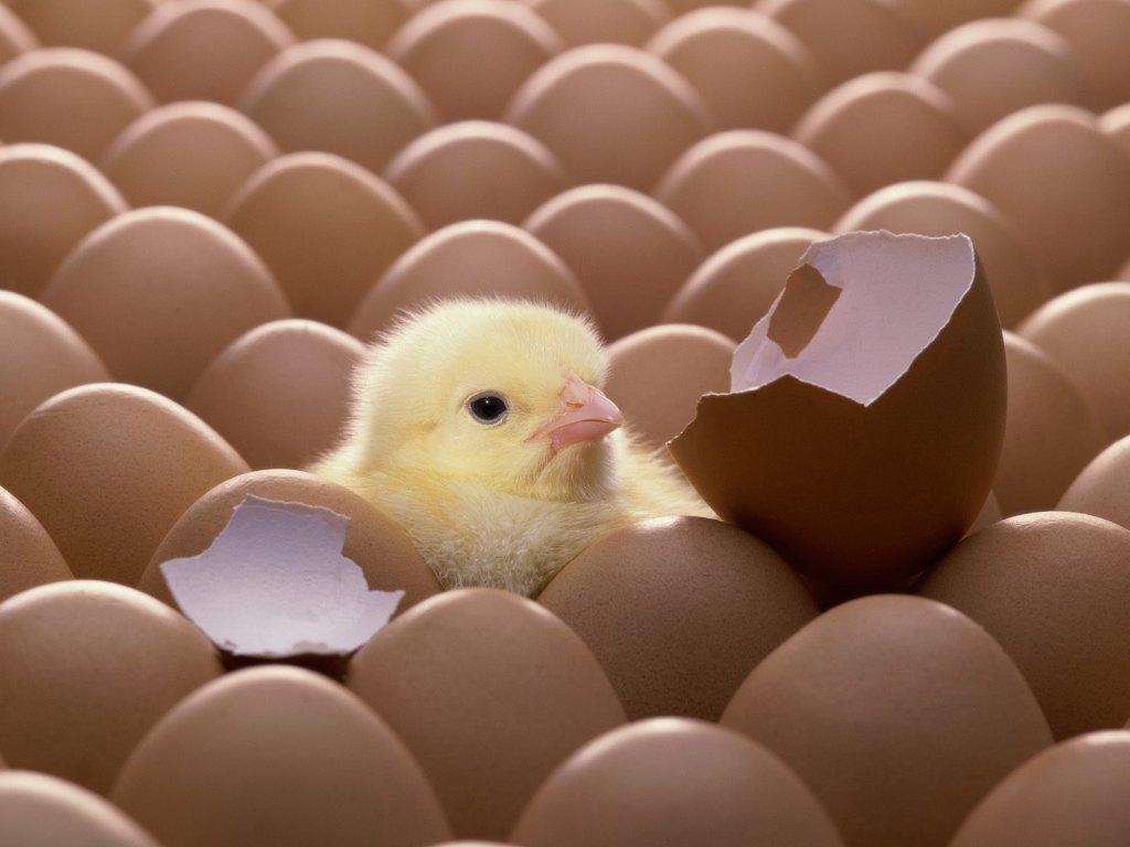 Chick